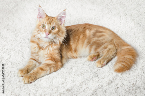 рыжий кот мейн-кун лежит на диване