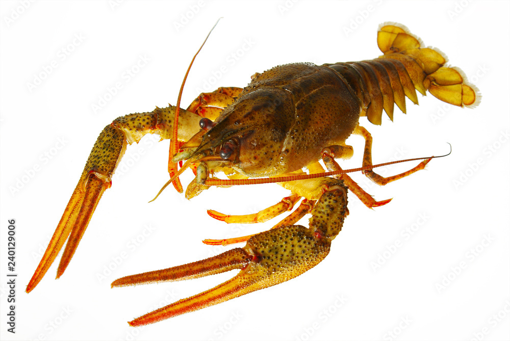River crayfish isolated on white River crayfish isolated on white