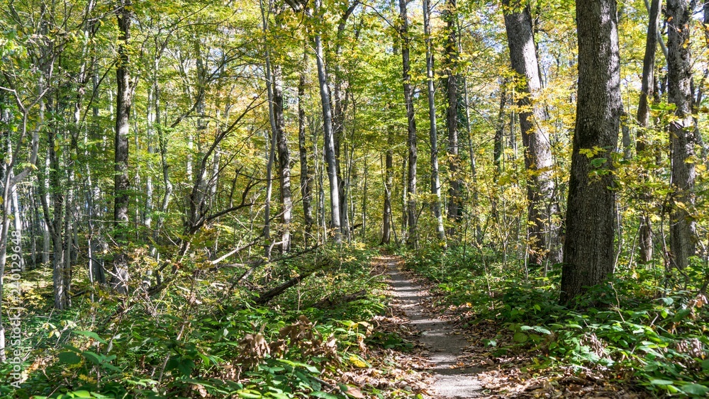 Path in forest. Hiking in forest near Sochi, Russia.