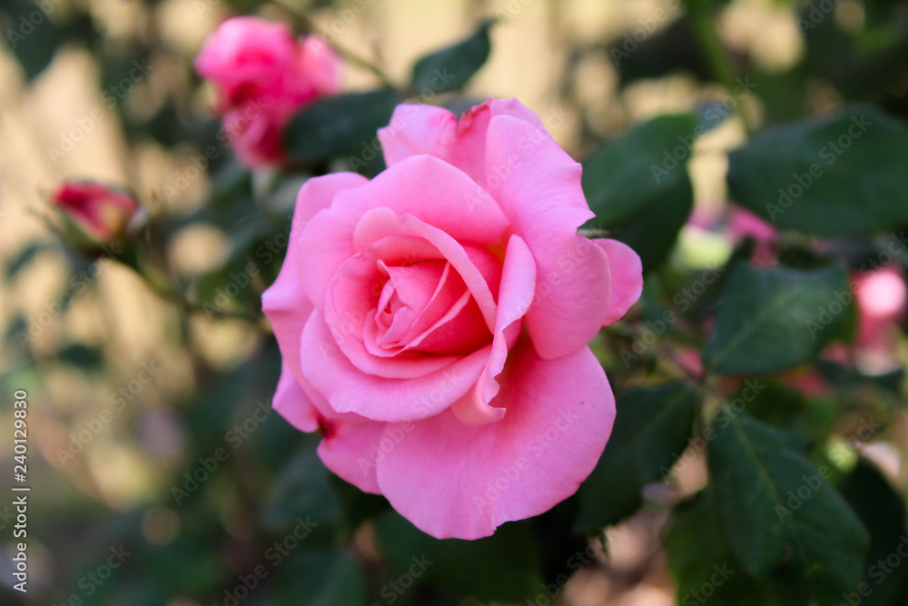 Pink Rose