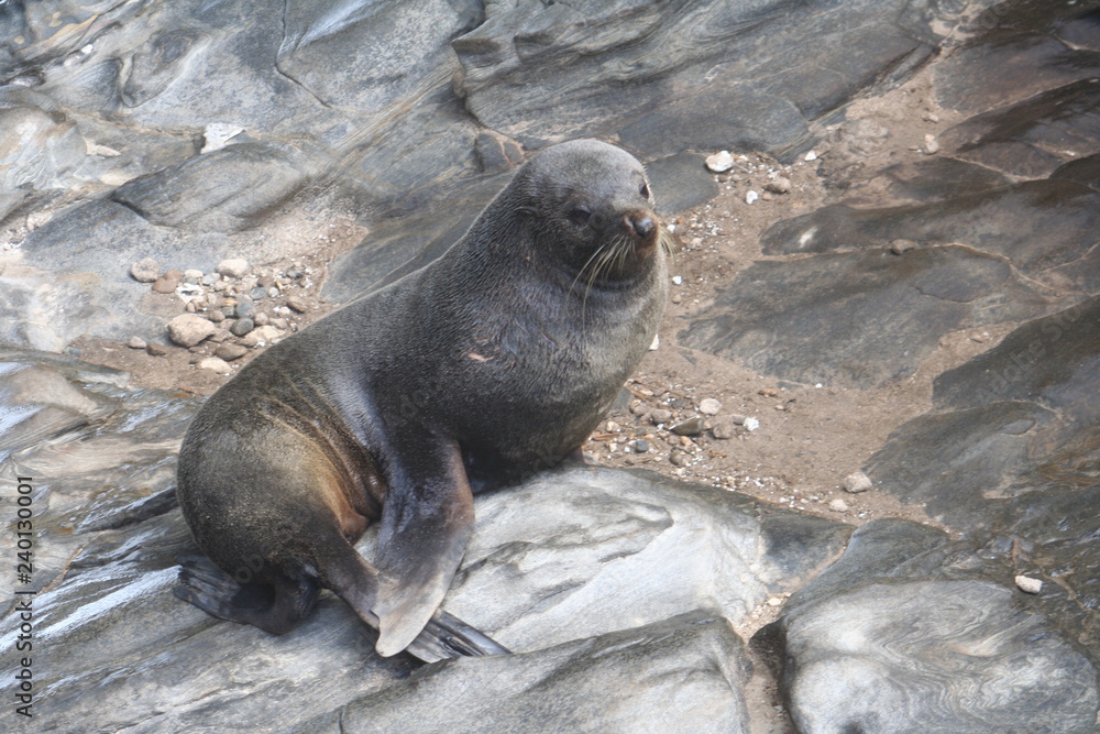 Fototapeta premium New Zealand Fur Seals
