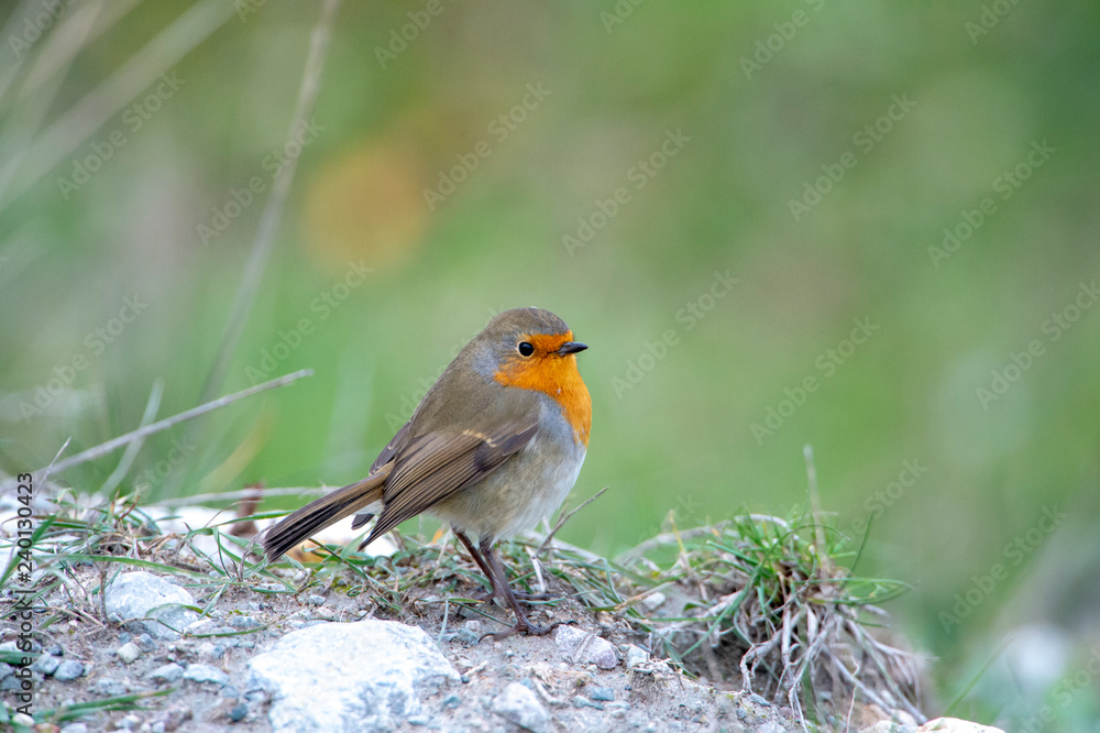 Robin in autumn Robin in autumn
