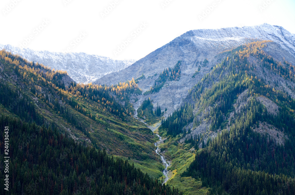 Fototapeta premium 秋のカナディアンロッキー 黄葉のクートニー・バレー（クートニー国立公園 カナダ ブリティッシュ・コロンビア州）