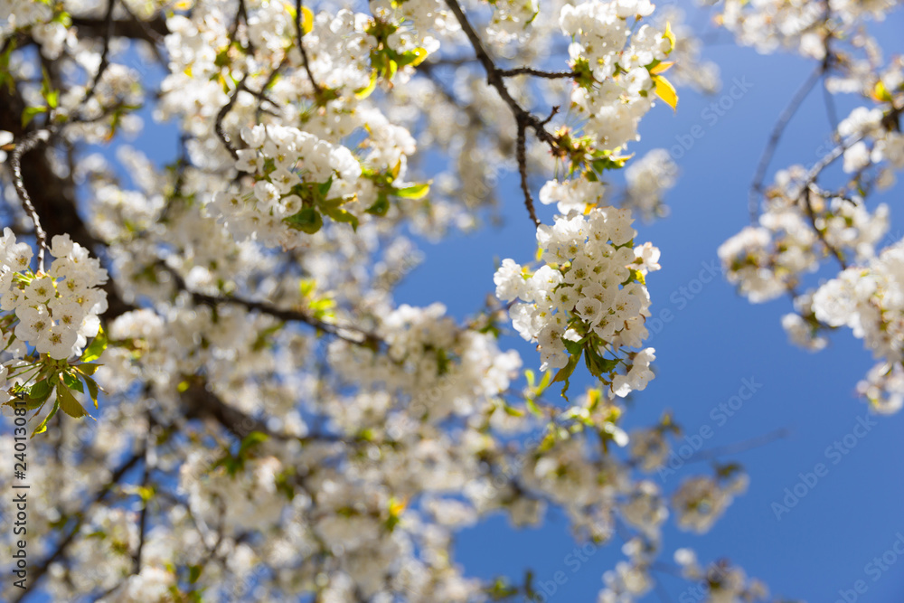 The branches of a blossoming tree. Cherry tree in white flowers. Blurring background. The branches of a blossoming tree. Cherry tree in white flowers. Blurring background.
