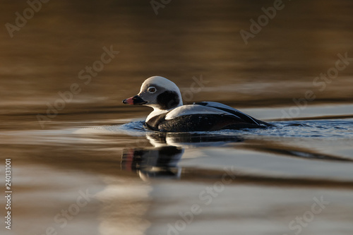 Long tailed duck in nice sunlight photo