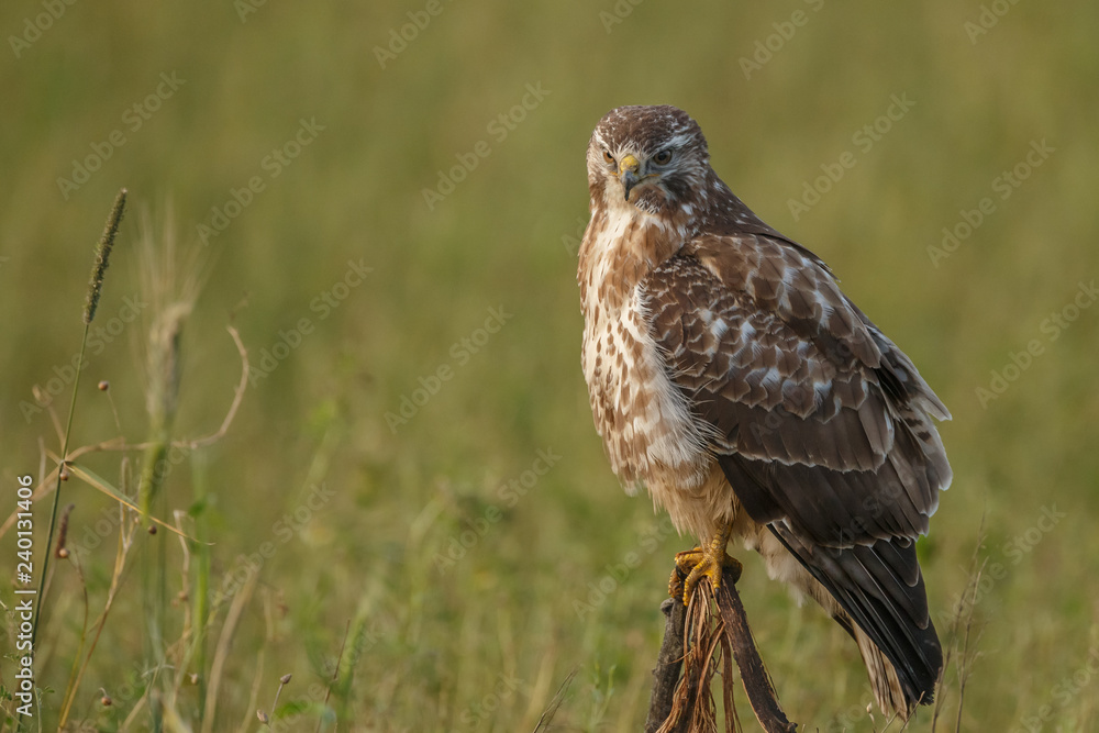 Buzzard in nature Buzzard in nature