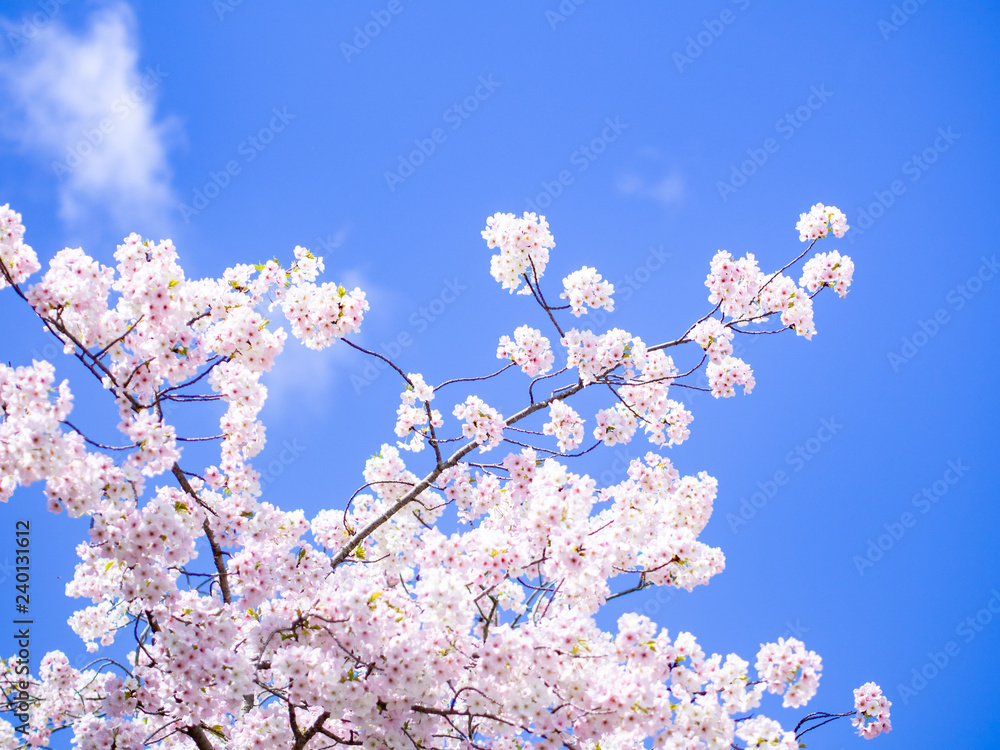 青空と桜 青空と桜