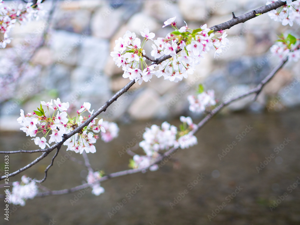 Obraz premium 川辺の桜