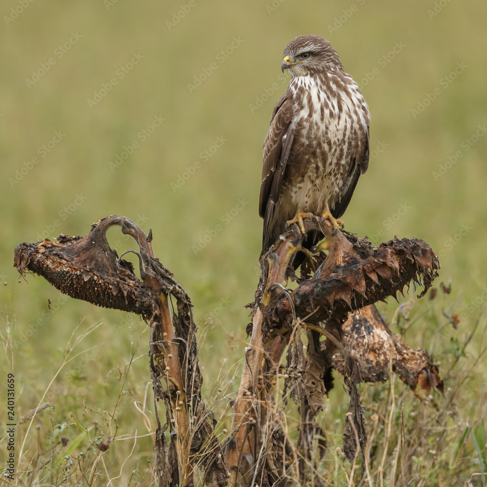 Buzzard in nature perched on a old sunflower Buzzard in nature perched on a old sunflower