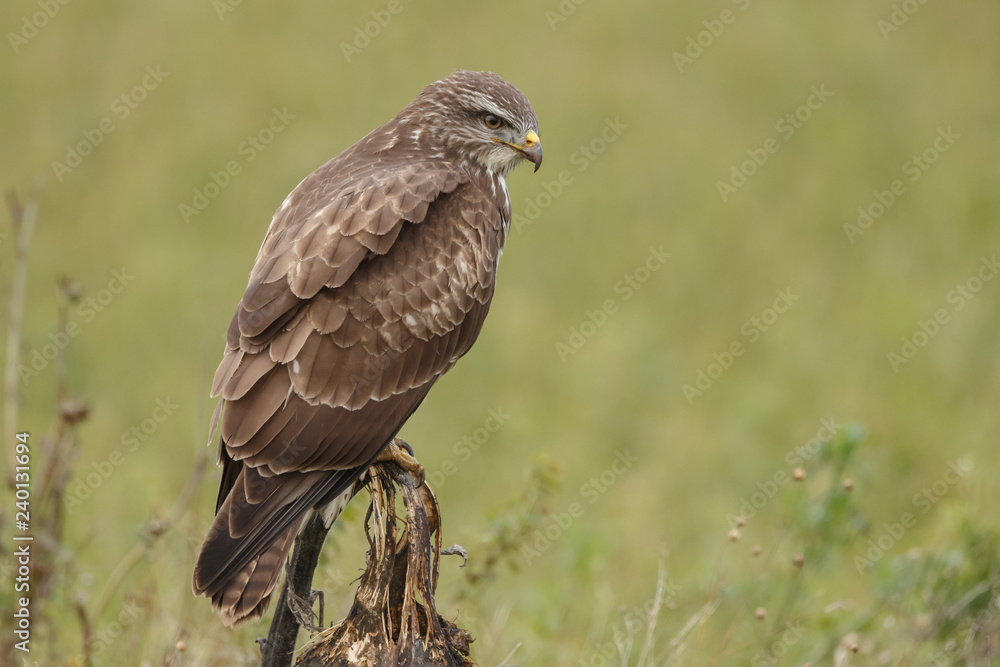 Buzzard in nature perched on a old sunflower Buzzard in nature perched on a old sunflower