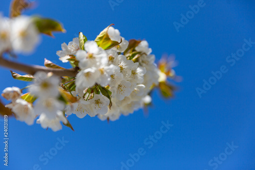 The branches of a blossoming tree. Cherry tree in white flowers. Blurring background.