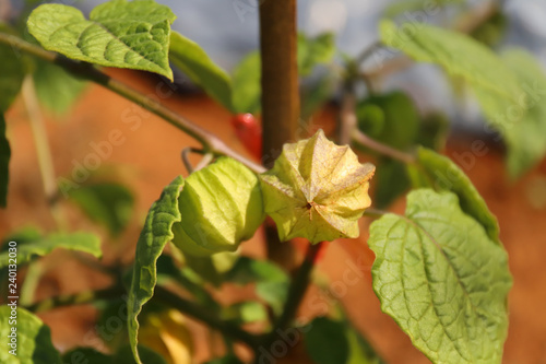 Cape gooseberry and leaves on tree