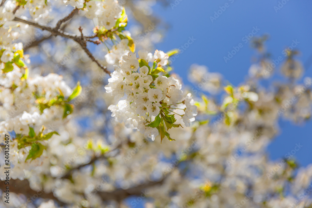 The branches of a blossoming tree. Cherry tree in white flowers. Blurring background. The branches of a blossoming tree. Cherry tree in white flowers. Blurring background.