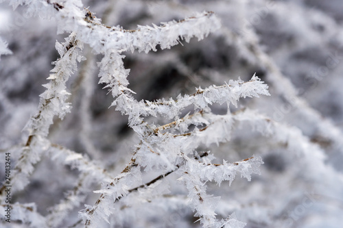 the branches of the tree are covered with white frost, winter and cold © YuSafa