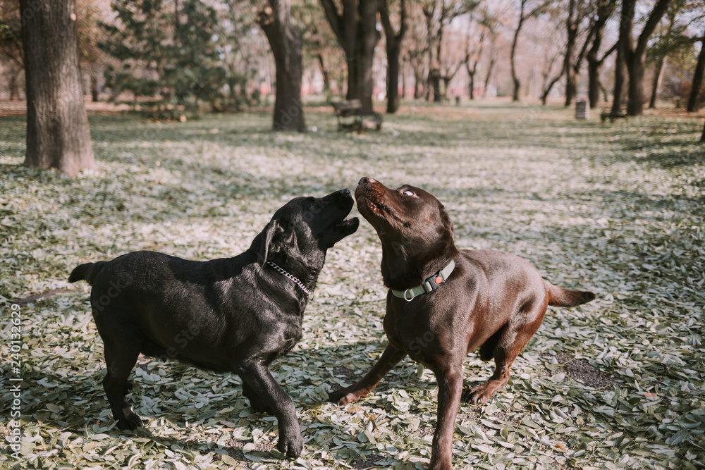 Black and brown labradors playing