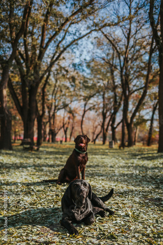 Black and brown labradors playing © Gardinovacki