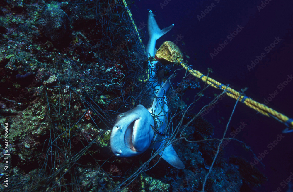 Dead Shark in a fishing net strangled to death / Ocean Protection / Sea