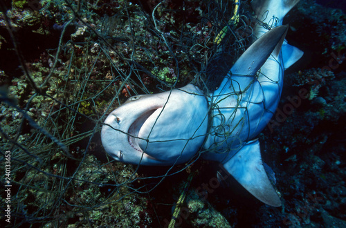 Dead Shark in a fishing net / Ocean Environmental Destruction / Marine Protection