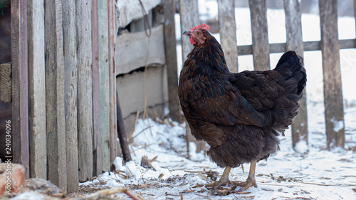 Black chicken on a winter snowy rural yard photo