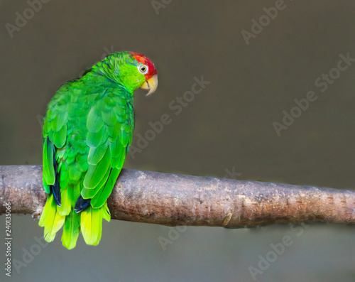 red crowned amazon parrot sitting on a branch, a endangered bird specie from Mexico