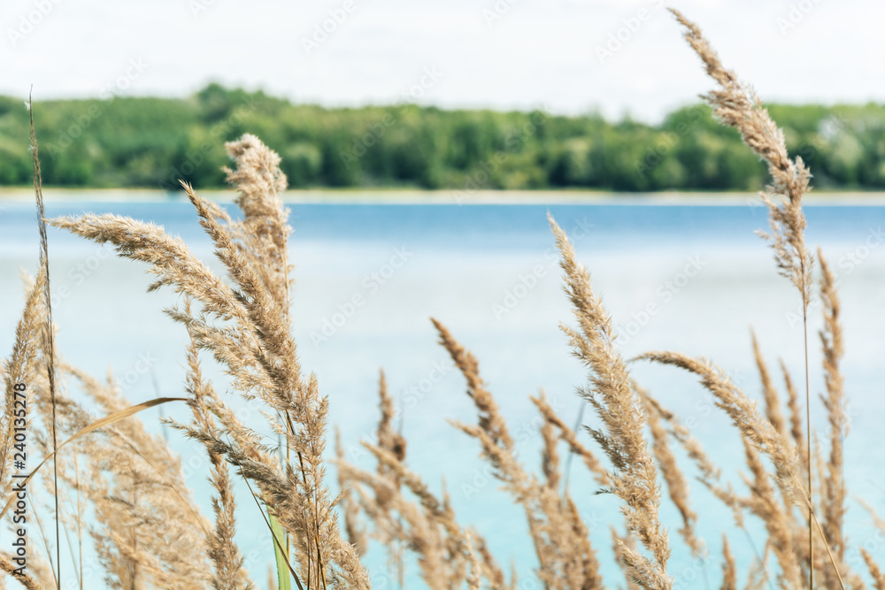 Fototapeta premium straw on lake background on summer time