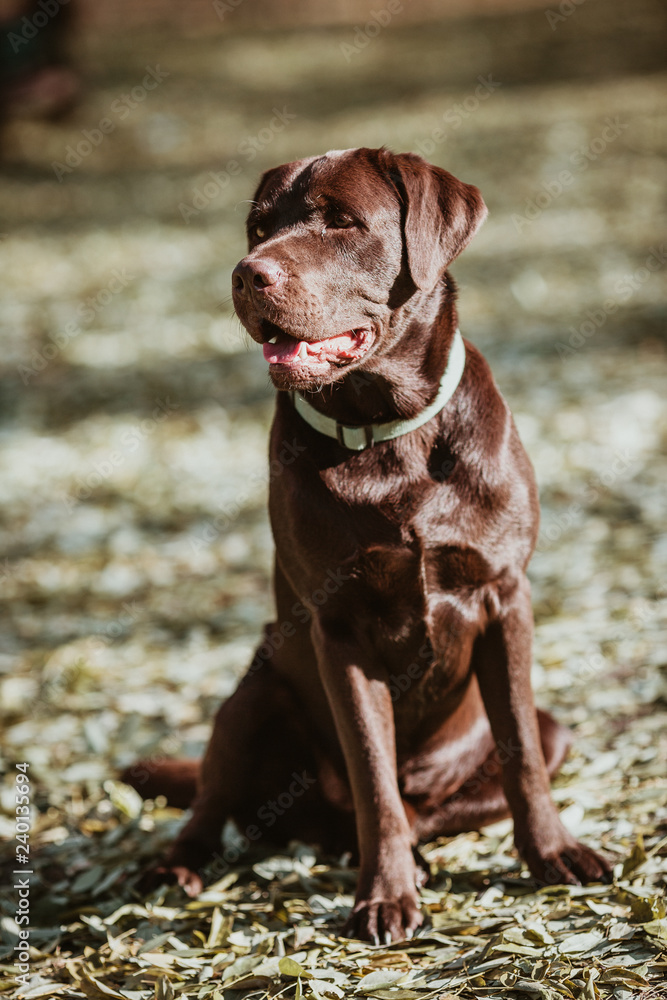 Beautiful brown labrador in the park Beautiful brown labrador in the park