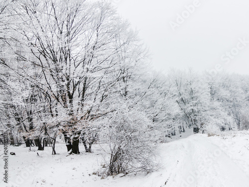 Winter road covered by snow through leafless forest. Freezing trees with snow on the branches in winter season. Winter season landscape © Dan Badiu