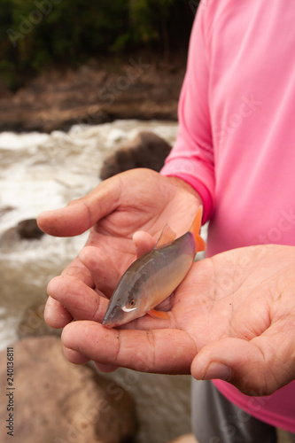 Botia or Loach fish in fisherman's hands.