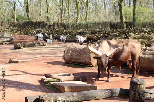 Watussirind, Zoo photo