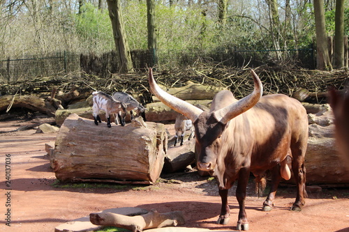 Watussirind, Zoo photo