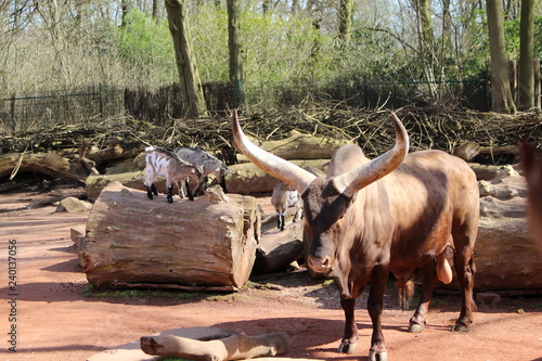 Watussirind, Zoo photo