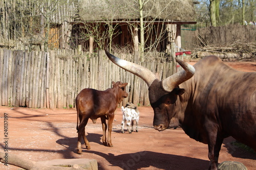 Watussirind, Zoo photo