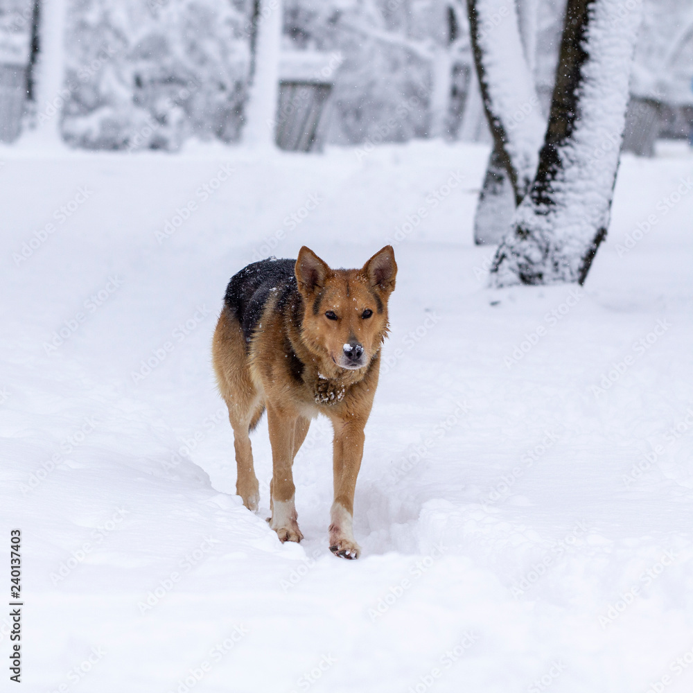Stray dog walking in the winter snow-covered park Stray dog walking in the winter snow-covered park