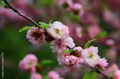 beauty of flowers flowering tree