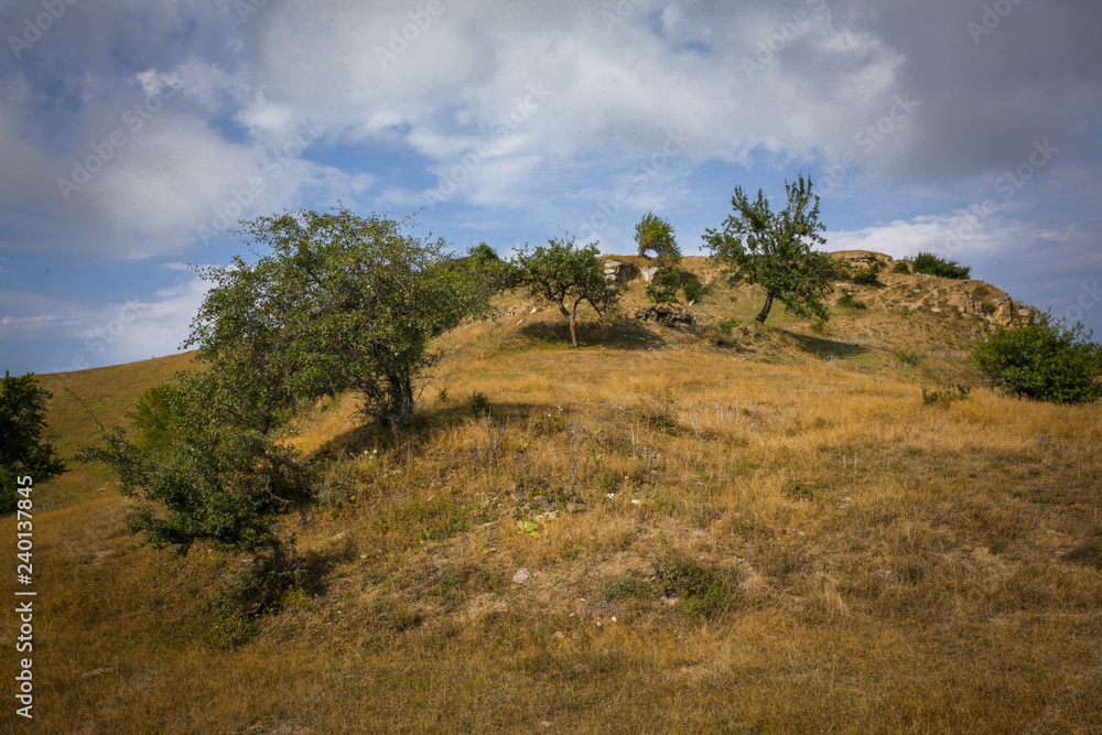 tree on the hill