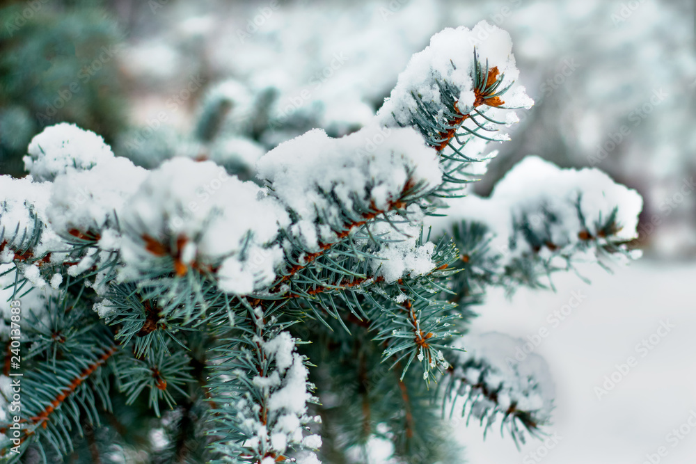 winter spruce branch under white snow