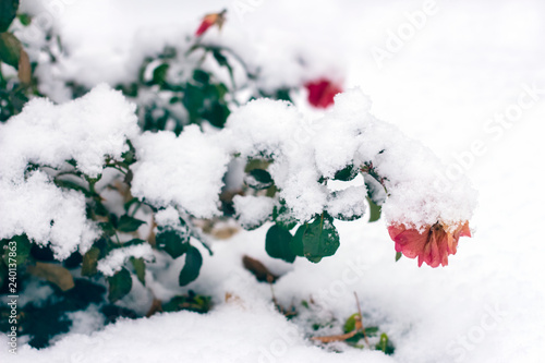 winter frozen rose flower branches front snow