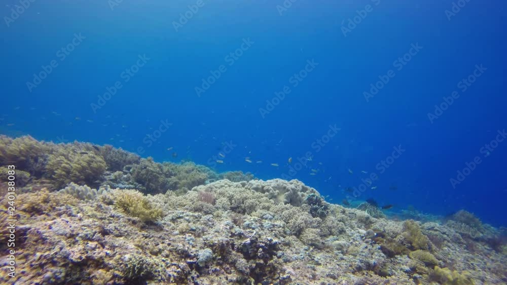 Underwater coral reef and fish Underwater coral reef and fish