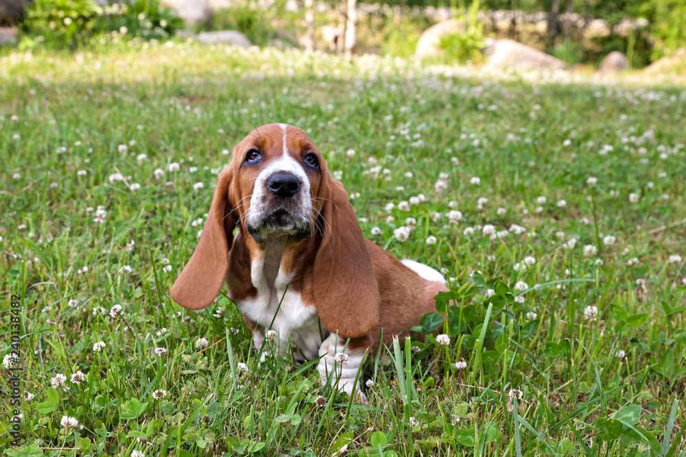 Basset hound puppy sits in a clearing in the green grass in the clover flowers