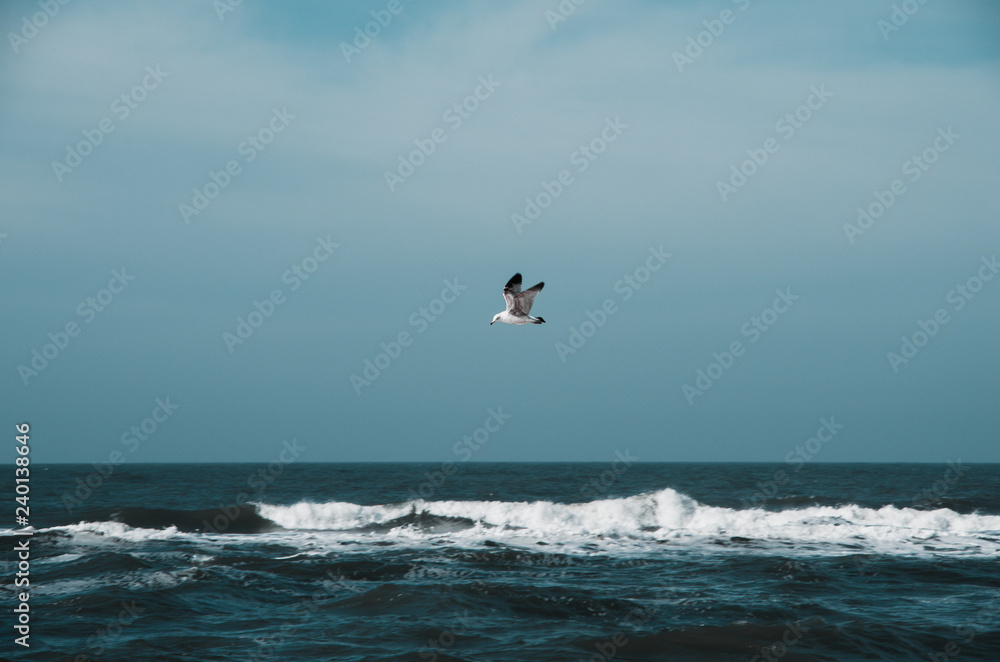 Fototapeta premium Möve über dem Meer