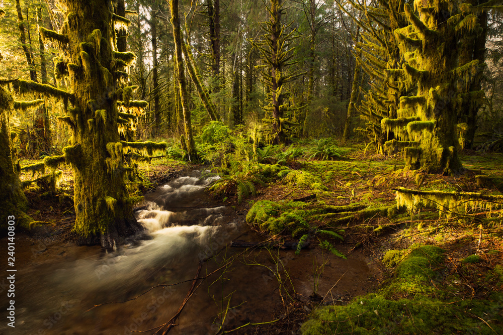 Fototapeta premium The rainforest with back lit sunlight in the Pacific Northwest, Washington State