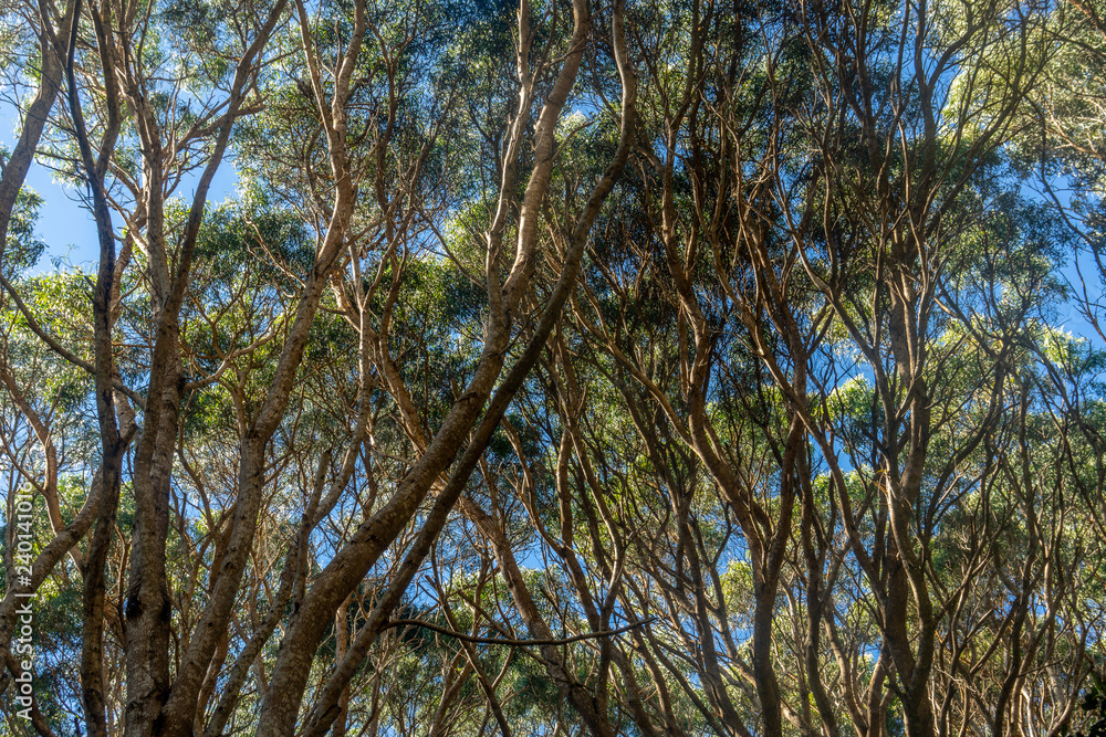 Koa tree towering overhead creating a cool shady environment. Kokee