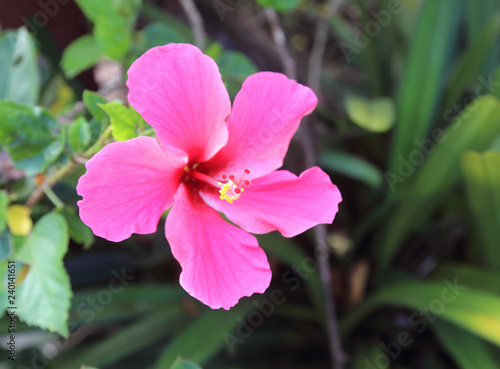Beautiful hibiscus flower in the garden