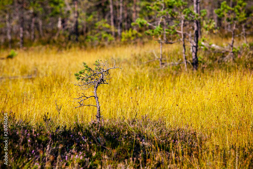 lonely naked trees in swamp area in autumn