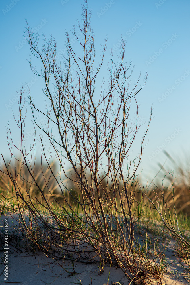 close up tree branches in autumn and nature details abstract close up tree branches in autumn and nature details abstract