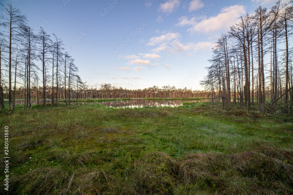 lonely naked trees in swamp area in autumn lonely naked trees in swamp area in autumn