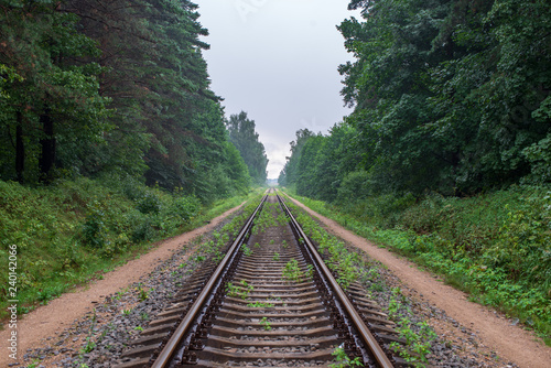 railroad tracks in misty forest