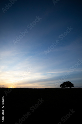 Silhouetted windswept stunted tree on farm grassland field in rural Hampshire at dawn