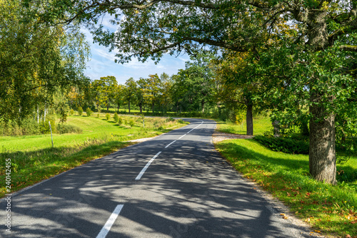 countryside road in summer with large trees on both sides