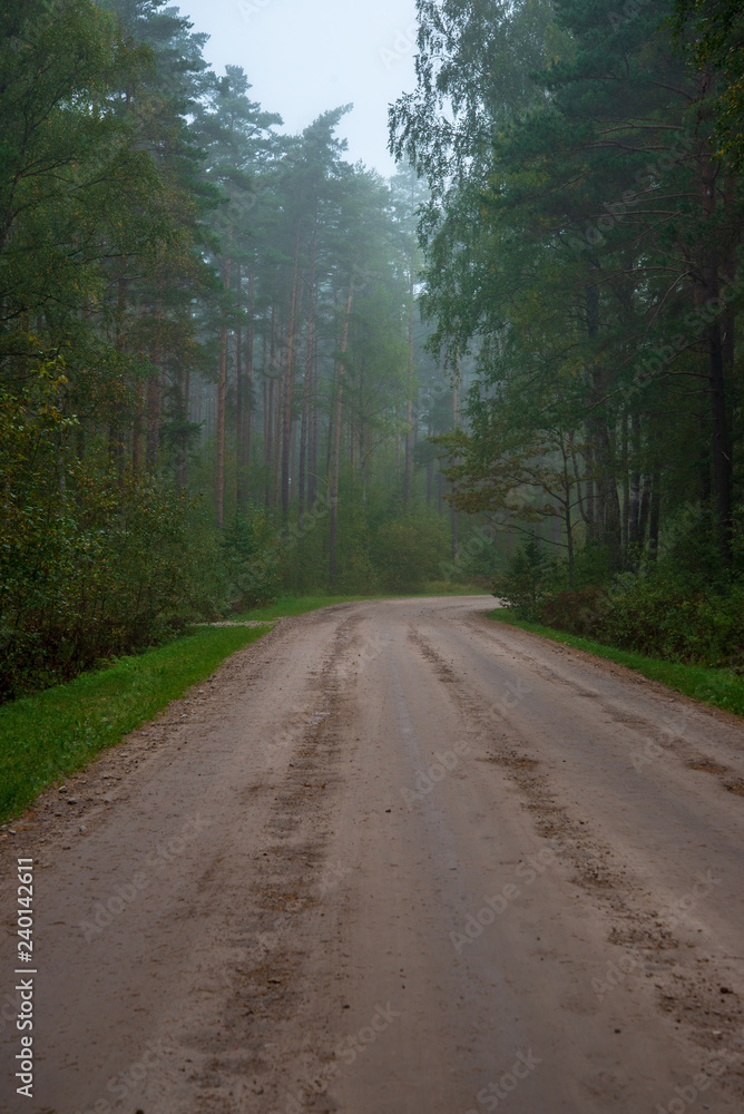 Fototapeta premium countryside road in summer with large trees on both sides